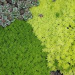 Ground cover plants