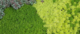 Ground cover plants