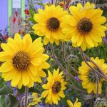 Sunflower in a flowerbed