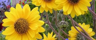 Sunflower in a flowerbed