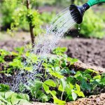 watering strawberry bushes