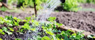 watering strawberry bushes