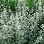 Wormwood Pursha