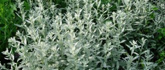 Wormwood Pursha