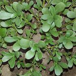 Purslane