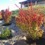 Planting barberry