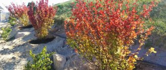 Planting barberry