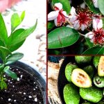 feijoa planting and care