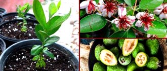 feijoa planting and care