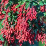 Planting and caring for common barberry