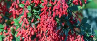 Planting and caring for common barberry