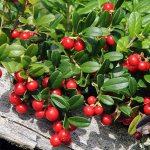 Planting and caring for lingonberries in the garden