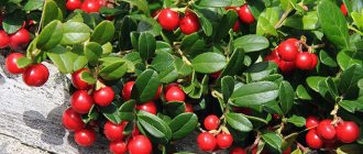 Planting and caring for lingonberries in the garden