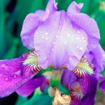 Planting and caring for irises in open ground