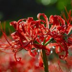 Planting and caring for lycoris in the garden