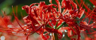 Planting and caring for lycoris in the garden