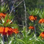 Planting and caring for hazel grouse in the ground