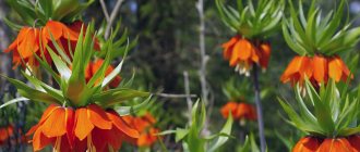 Planting and caring for hazel grouse in the ground