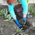 planting clematis