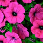 Planting petunias for seedlings in February