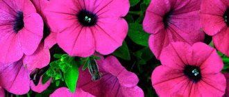 Planting petunias for seedlings in February