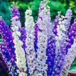 sowing delphiniums for seedlings