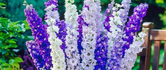 sowing delphiniums for seedlings