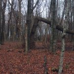 Fallen tree in the forest