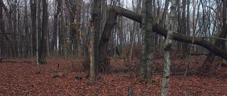 Fallen tree in the forest