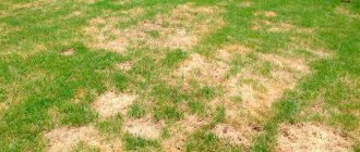 Yellowed grass on the lawn