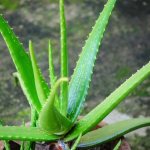 Reasons why the tips of aloe leaves turn yellow