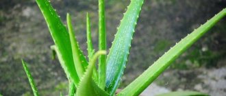 Reasons why the tips of aloe leaves turn yellow