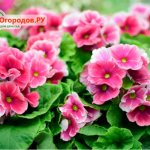 Garden primrose