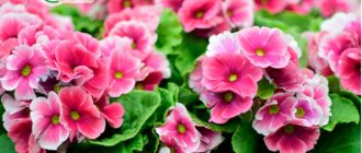 Garden primrose