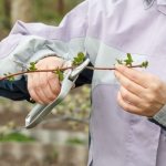 Pinching the stems