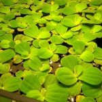 Problems in maintaining a pistia