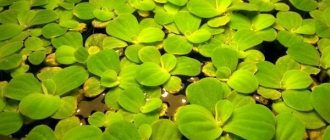 Problems in maintaining a pistia