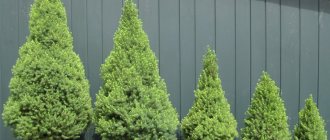 The lifespan of Canadian spruce in some cases can exceed 300 years