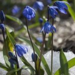 Scilla under the snow