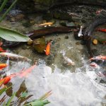 Pond fish in small ponds on a summer cottage