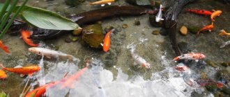 Pond fish in small ponds on a summer cottage