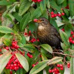 Birds only peck edible berries