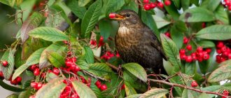 Birds only peck edible berries