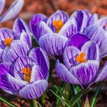 blossoming saffron flowers