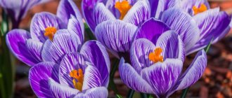 blossoming saffron flowers