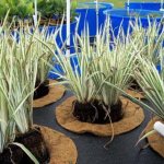 iris plant planting and care