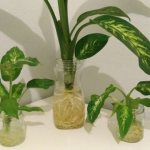 Dieffenbachia propagation