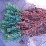 Propagation of blue spruce by cuttings - secrets of simple cultivation