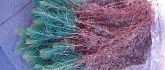 Propagation of blue spruce by cuttings - secrets of simple cultivation