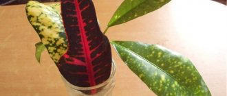 Croton propagation